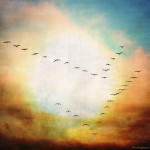 The Cranes Return Image: alicepopkorn bit.ly/QCjDfA